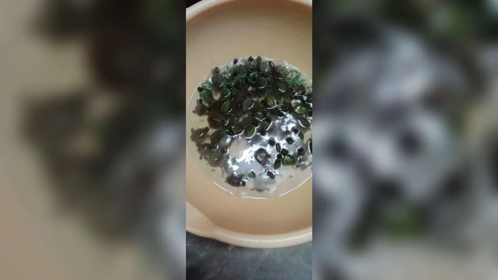 गोविंद मित्रा मार्ग से 164 दुर्लभ कछुए जब्त, महिला गिरफ्तार