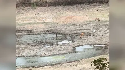 बचरा बस्ती में कुएं व तालाब सूखे