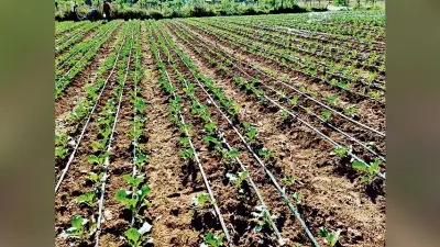 सूक्ष्म सिंचाई योजना : किसान अपनाएं टपक सिंचाई पद्धति, कम पानी में होगी अच्छी पैदावार