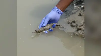 बढ़ने लगा घड़ियालों का कुनबा, गंडक नदी में एक साथ छोड़े गये 160 बच्चे