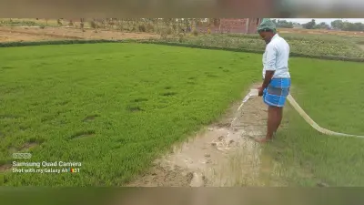 किसान परेशान, मोटर चलाकर बिचड़ा बचाने को मजबूर