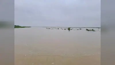 कोसी नदी में आयी बाढ़ से मूंग की फसल बर्बाद