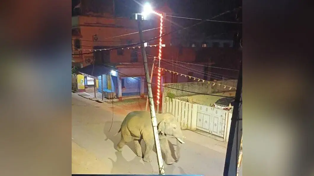 चाकुलिया बाजार में घुसा जंगली हाथी, मची अफरातफरी