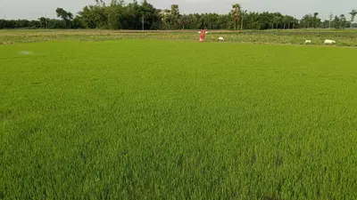 बारिश से किसानों के चेहरे खिले, धान व मखाना को फायदा