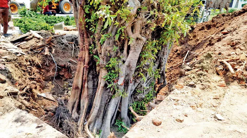 फोर्ट विलियम में चक्रवात से उखड़े पेड़ों को किया गया प्रत्यारोपित