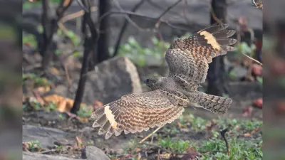 रांची के होरहाप जंगल और पिठोरिया में दिखा सवाना नाइटजार पक्षी