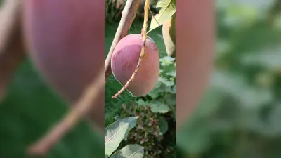 रांची में फल-फूल रहा दुनिया का सबसे महंगा मियाजाकी आम