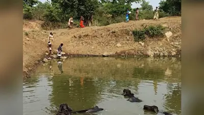 एक ही तालाब का पानी पीते हैं ग्रामीण व मवेशी