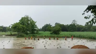 झमाझम बारिश से धान की रोपनी हुई शुरू, किसानों में खुशी