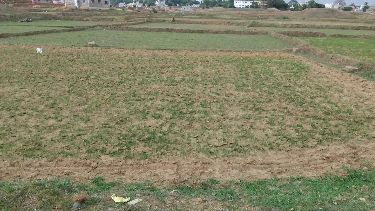 बारिश नहीं होने से नाला के किसान हैं चिंतित