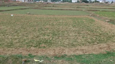 बारिश नहीं होने से नाला के किसान हैं चिंतित