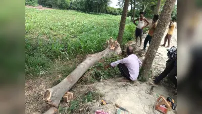 विभाग ने हटाये पेड़, व्यापारी को बेच रहे लोग
