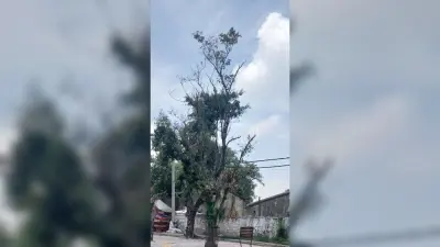 शहर में सड़क किनारे के सूखे पेड़ से खतरा