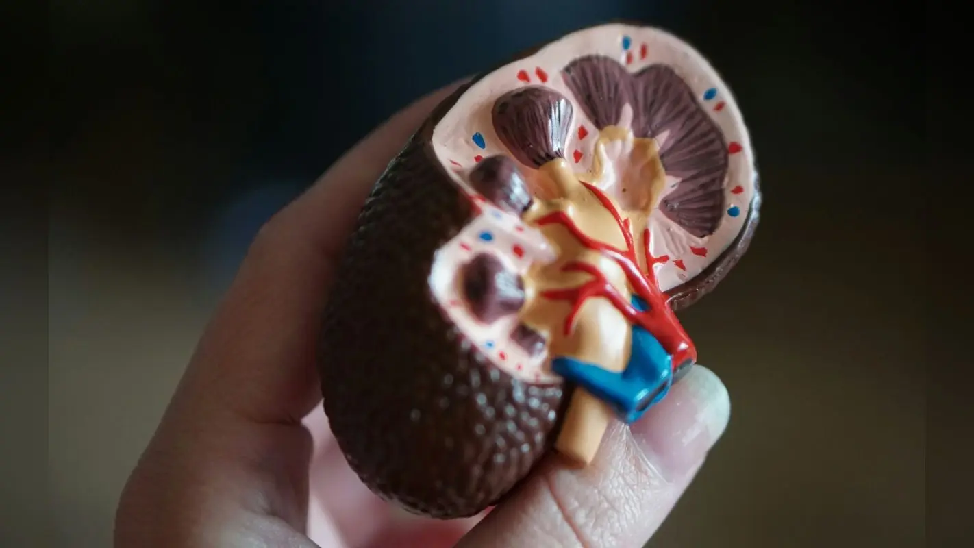 Health Tips: आपकी ये आदतें किडनी के लिए है खतरनाक, आज ही सुधारें