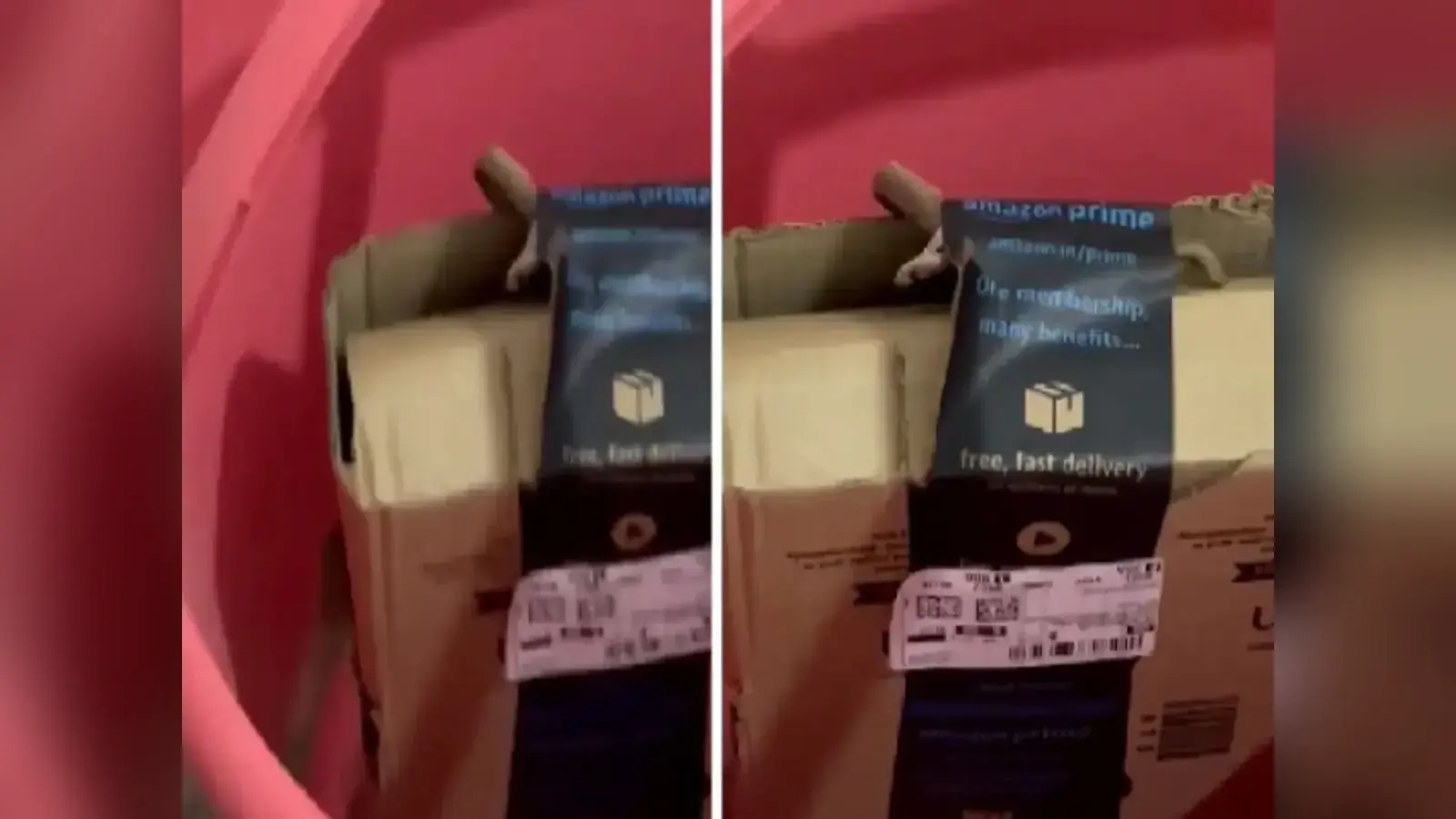 Amazon से मंगाया सामान, पैकेट में निकला जिंदा सांप… Viral हो रहा Video