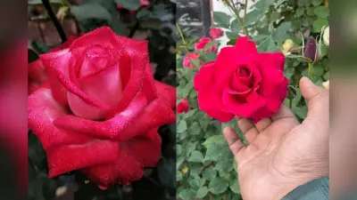 National Red Rose Day: राष्ट्रीय लाल गुलाब दिवस आज, जानें क्या है इस दिन के बारे में खास