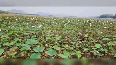 डिमना लेक में खिले कमल के फूल, राहगीरों को कर रहे आकर्षिक