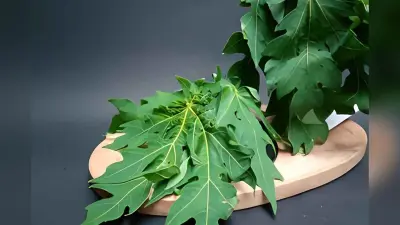 Papaya Leaf: पपीते के पत्ते का जूस पीने के 6 सबसे बड़े लाभ