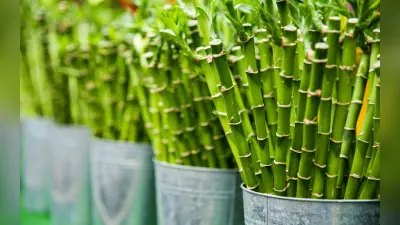 Home Decor: घर को रखना चाहते है स्वस्थ और ताजा? ये पौधे कर सकते हैं मदद