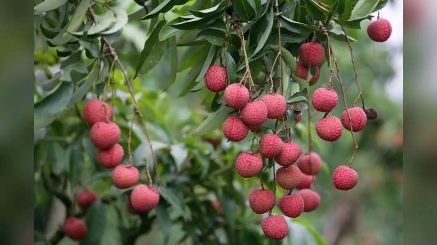 Litchi Juice For Diabetics: मधुमेह के रोगियों के लिए लीची जूस सही या गलत? जानिए