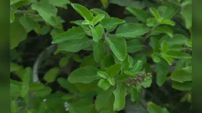 Health Tips: मानसून के दौरान ये नेचुरल हर्ब्स आपकी इम्युनिटी बूस्ट करने में करेंगे मदद