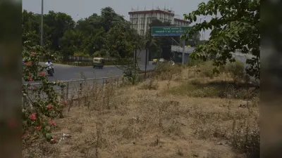 पटना की प्रमुख सड़कों से गायब हुई हरियाली, पानी के अभाव में दम तोड़ रहे सड़क किनारे लगे पेड़ पौधे