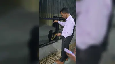 Jharkhand bear rescued : गोड्डा से रेस्क्यू कर लाये गये भालू के बच्चे को जमशेदपुर के जू में हो रहा देखभाल, कैसे हो गया 12 किलो का भालू 30 किलो का, जानें