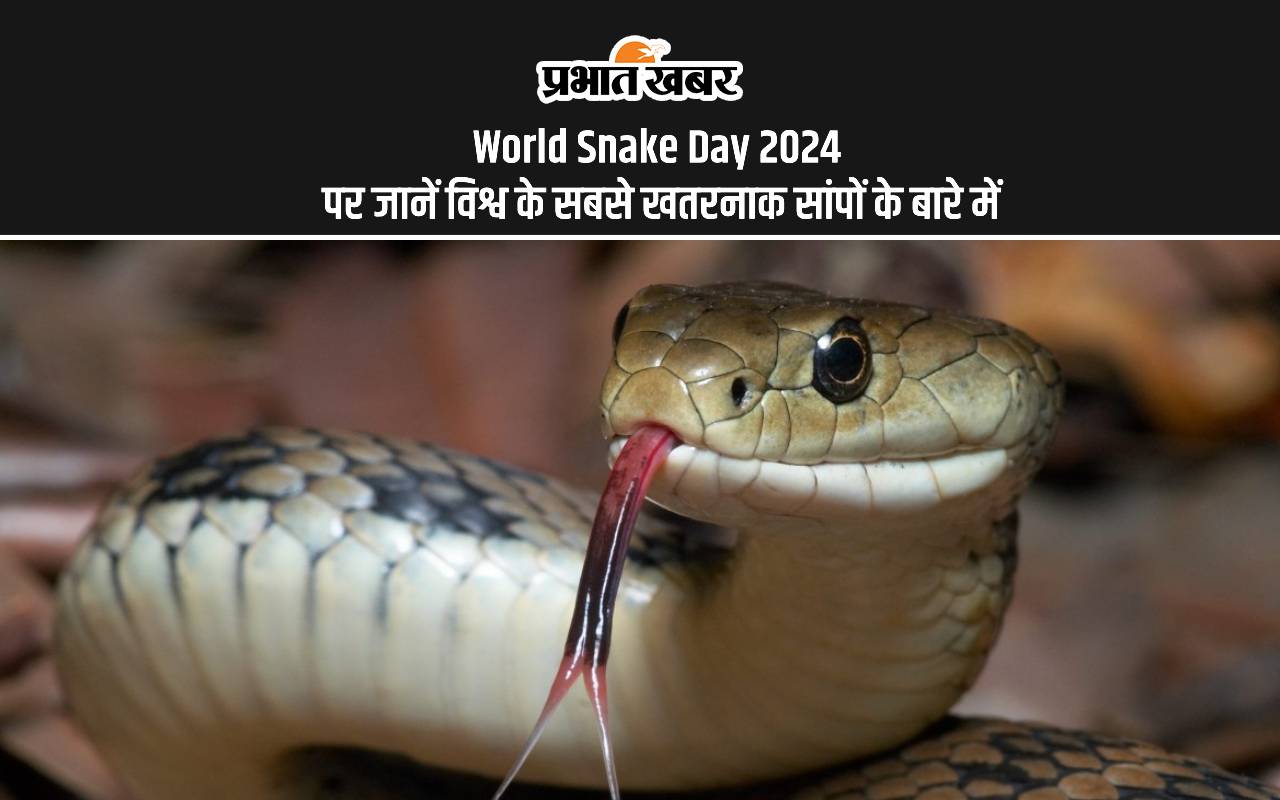 World Snake Day 2024: हर साल क्यों मनाया जाता है सांपों को समर्पित यह दिन, जानें दुनिया के कुछ सबसे खतरनाक सांपों के बारे में