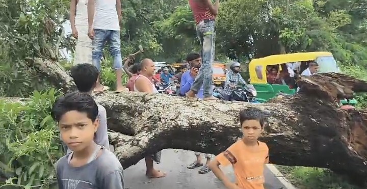 पेड़ गिरने से पूर्णिया-श्रीनगर मार्ग हुआ ठप, दो सब्जी व्यापारी घायल