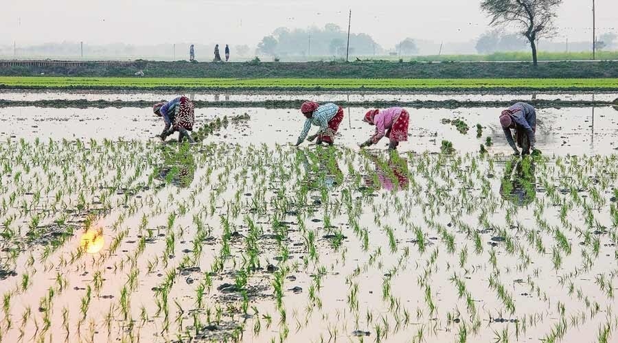 बारिश ने बुझाई खेतों की प्यास तो बंध गई किसानों की आस