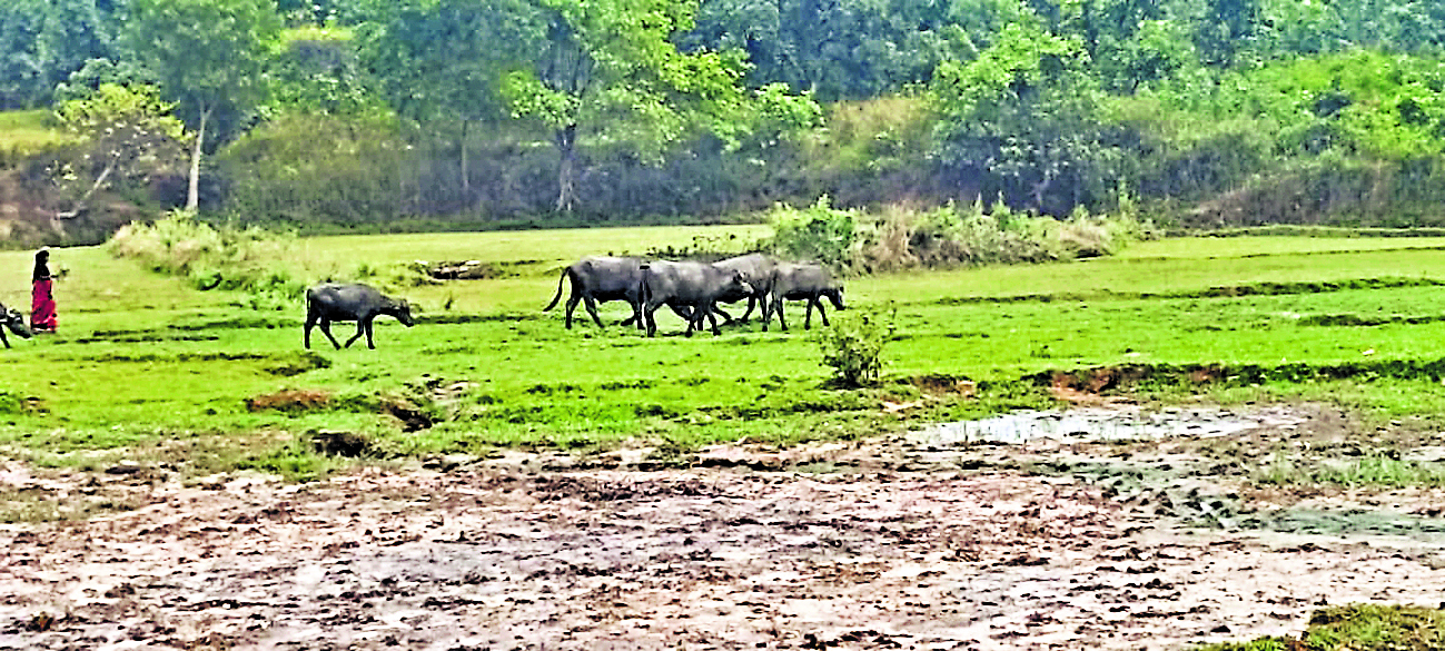 खेतों में फैक्ट्री से निकल कर बह रहे केमिकल से बर्बाद हो रही है फसल, किसान परेशान