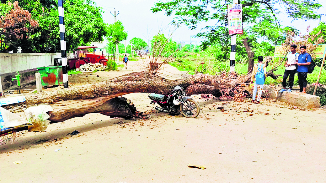बाइक पर सूखा पेड़ गिरने से किशोर की मौत, दो घायल