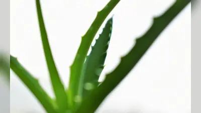 Hair Care: बालों की हर समस्या से छुटकारा दिलाएगा एलोवेरा, जानें क्या है इस्तेमाल करने का तरीका