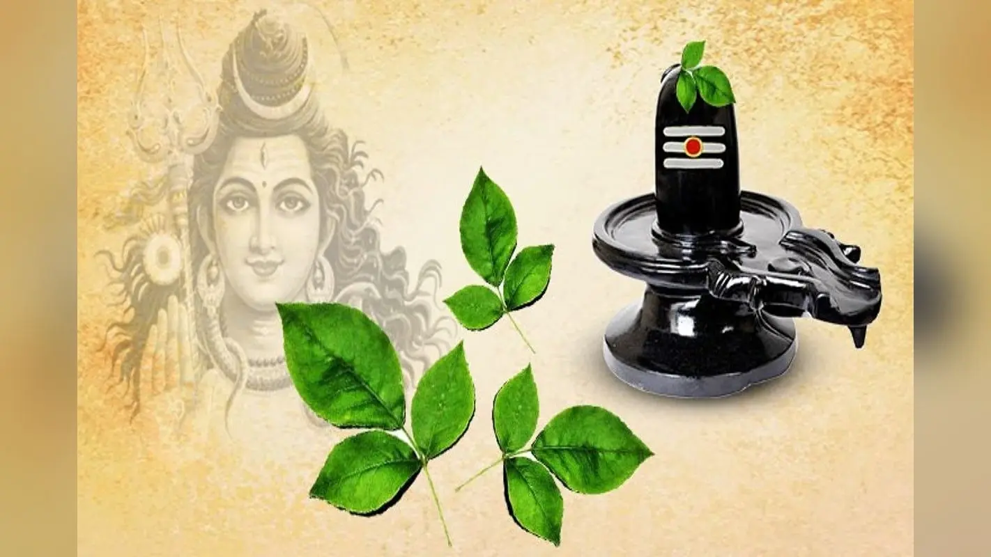 Bel Patra Leaves Benefits: भगवान शिव को चढ़ने वाला ‘बेलपत्र’ को खाने के ये हैं 5 अद्भुत फायदे