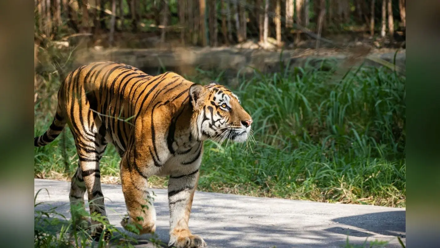 West Bengal Tourism: राजसी रॉयल बंगाल टाइगर को देखना चाहते है तो सुंदरबन जाएं