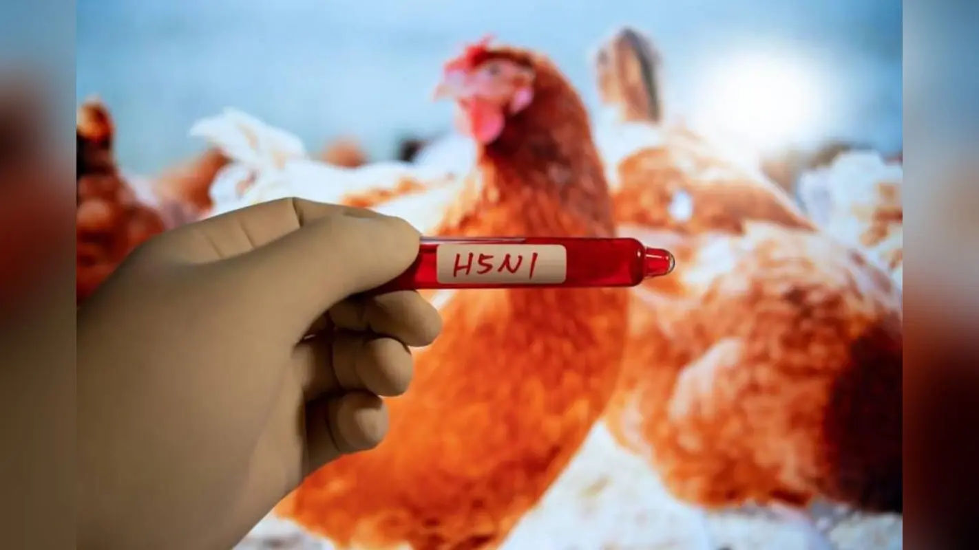 Bird Flu : क्या बर्ड फ्लू से हो सकता है मनुष्य जाति को खतरा?