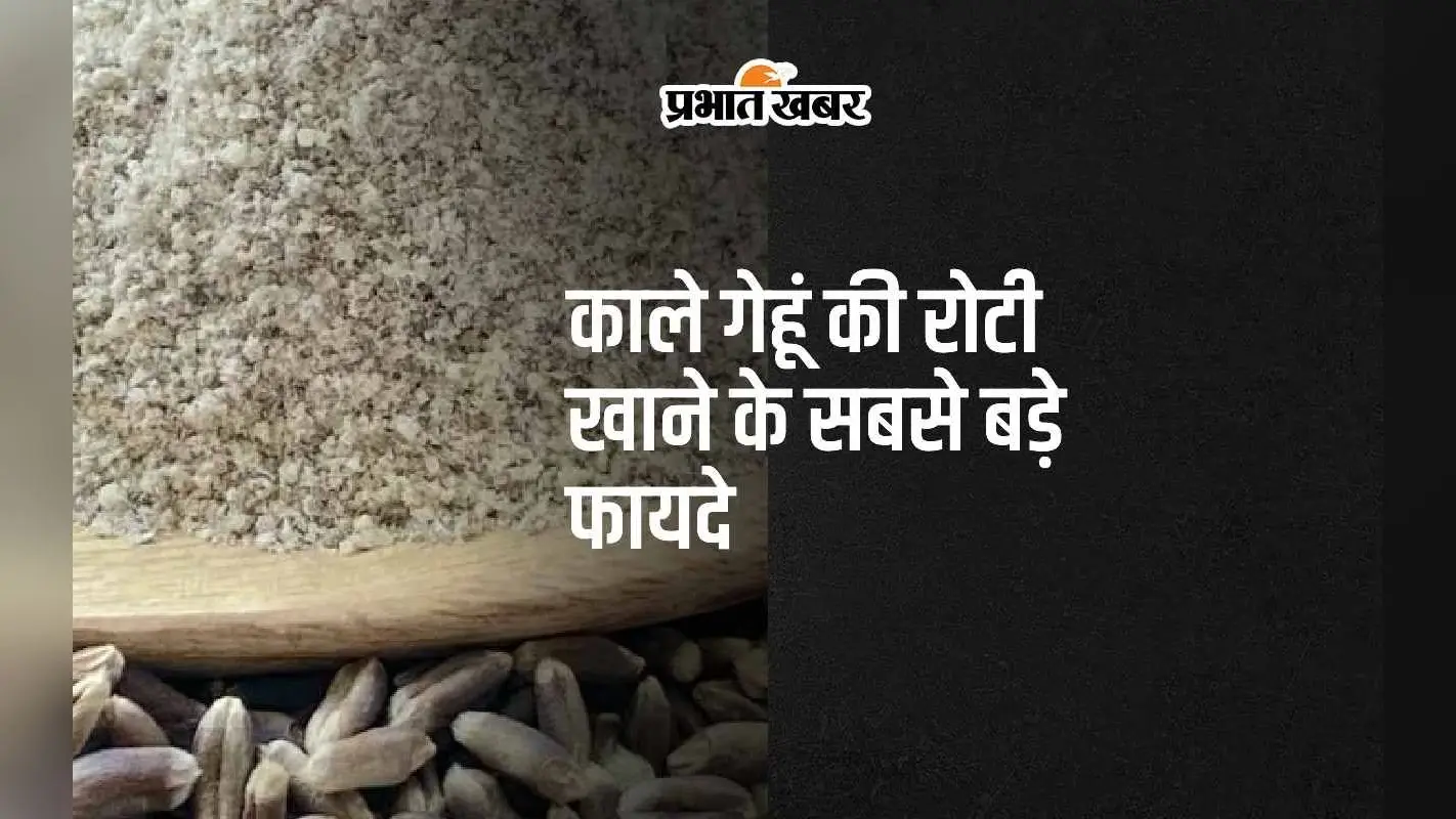 Black Wheat: काले गेहूं की बनी हुई रोटी खाने के ये हैं 5 सबसे बड़े फायदे