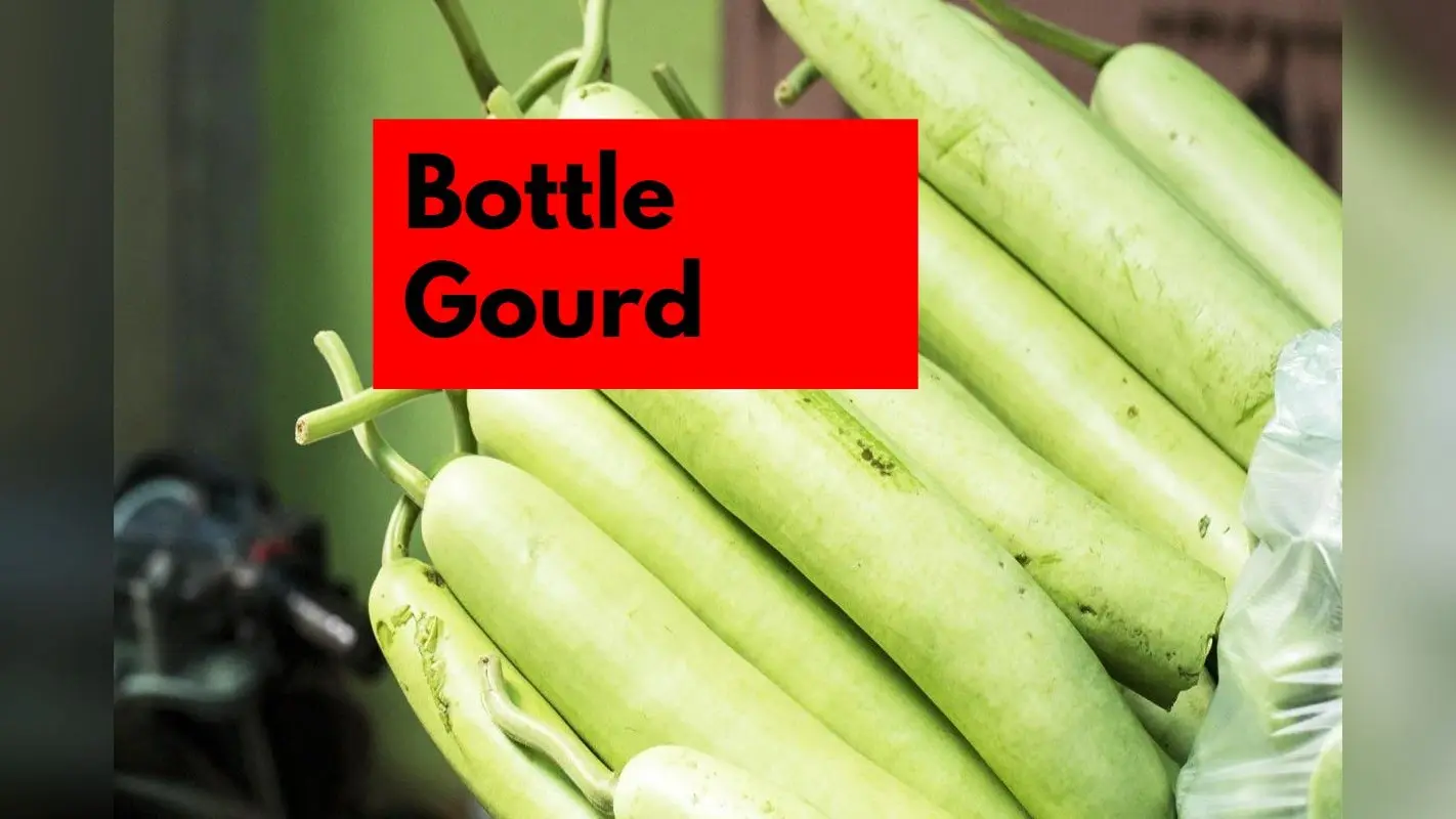 Bottle Gourd Side Effects: इन 5 लोगों को नहीं खानी चाहिए लौकी