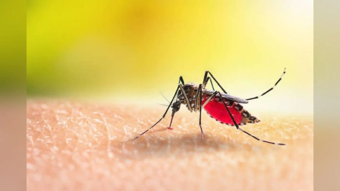Mosquito Bite : मच्छरों के काटने से पढ़ जाते है रेड स्पॉट, तुरंत लगा लीजिये ये 8 होम रेमेडीज, मिलेगा आराम, आप भी जानें