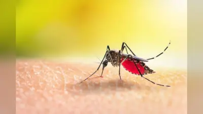 Dengue in Deoghar : देवघर में डेंगू, चिकनगुनिया का प्रकोप, जानिए 30 सैंपलों की जांच में क्या मिला?