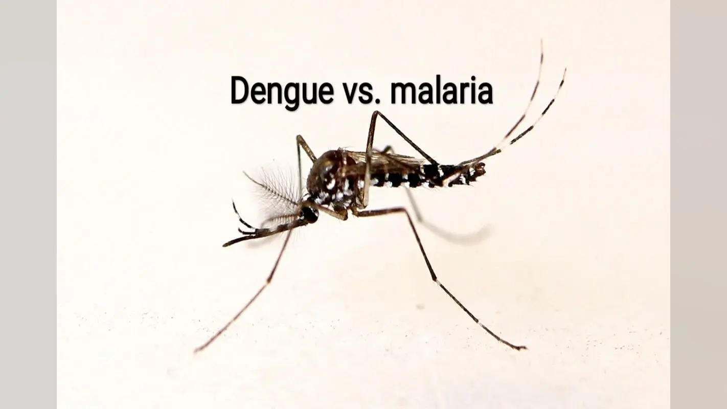 Dengue Vs Malaria : डेंगू और मलेरिया में अंतर, लक्षण, बचाव और उपाय.