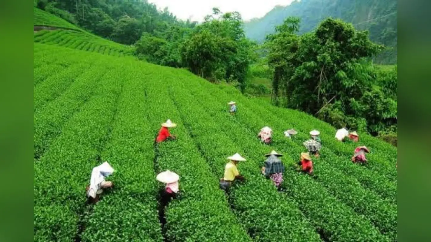 Famous Tea Gardens in India: चाय की चुस्कियों के हैं शौकीन, चले आइए ये फेमस जगहें