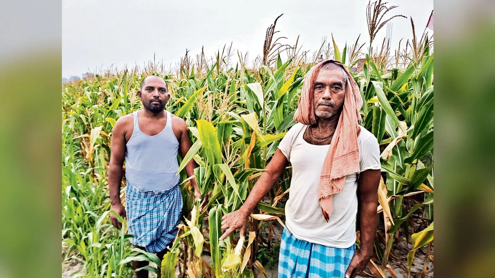 मक्के में नहीं आया दाना, चिंता में किसान