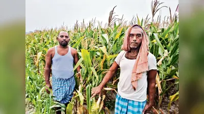 मक्के में नहीं आया दाना, चिंता में किसान