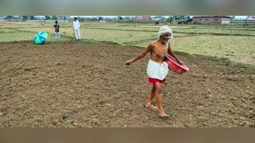 बारिश के बाद तेजी से डाले जा रहे बिचड़े