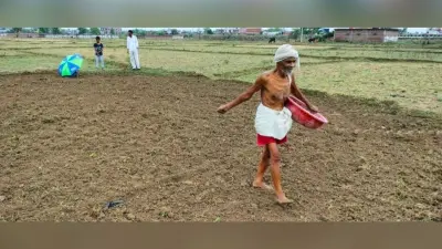 बारिश के बाद तेजी से डाले जा रहे बिचड़े