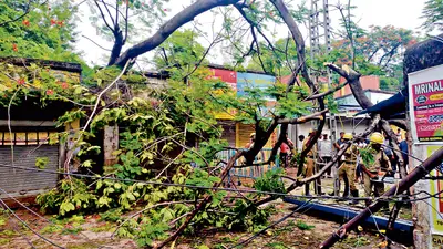 लगातार बारिश से कई पेड़ गिरे, यातायात बाधित