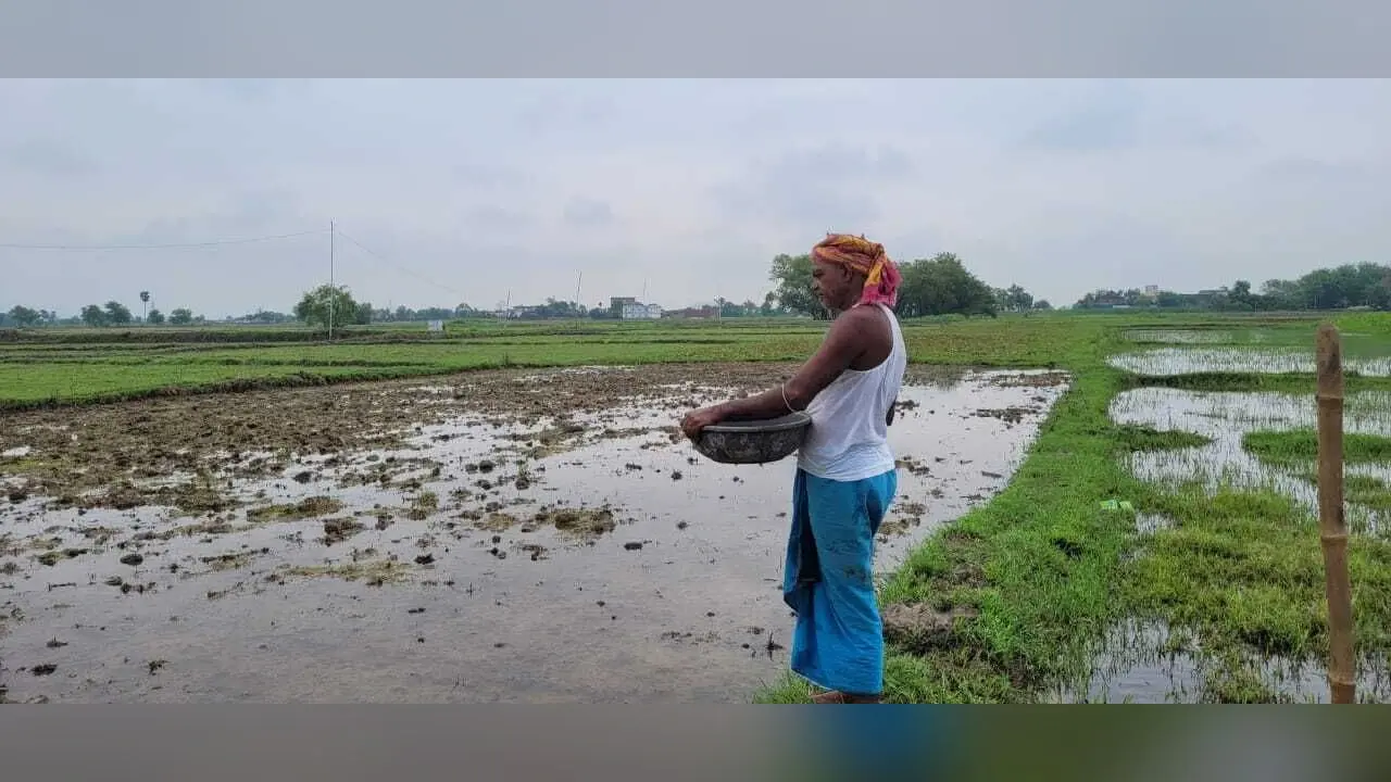 बारिश से निराश किसानों में लौट आयी जान, खुश होकर गिरा रहे धान का बिचड़े