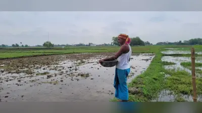 बारिश से निराश किसानों में लौट आयी जान, खुश होकर गिरा रहे धान का बिचड़े