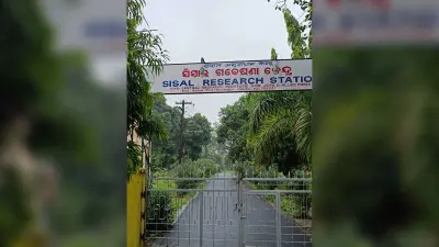 बामड़ा : देश के इकलौते सिसल रिसर्च स्टेशन में न वैज्ञानिक हैं, न ही जरूरी उपकरण